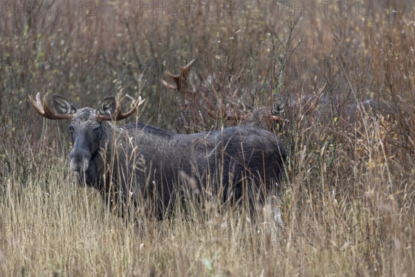 Bull moose (Alces alces) can only be observed standing close together during the rut, the rest of
