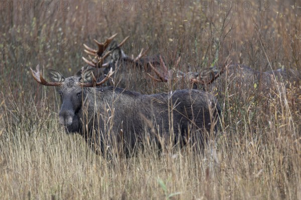 These four bull moose (Alces alces) accompany a cow moose, rutting season, moose rut, October,