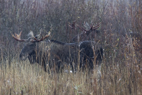 Three bull moose (Alces alces) wait with stoic calm for the end of a rain shower, rain, rutting