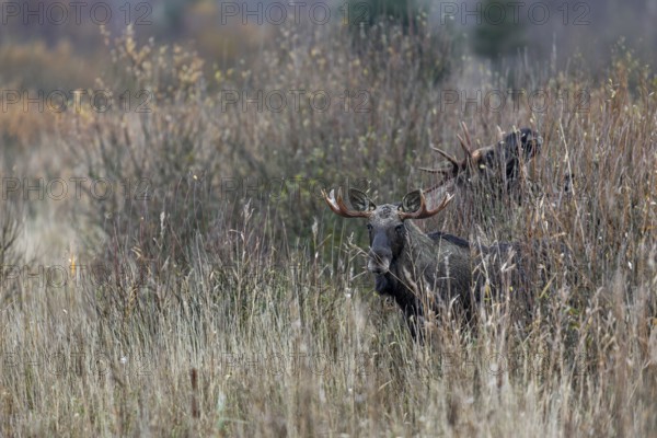 Bull moose (Alces alces) foraging in a marshy area, rutting season, moose rut, October, Denmark