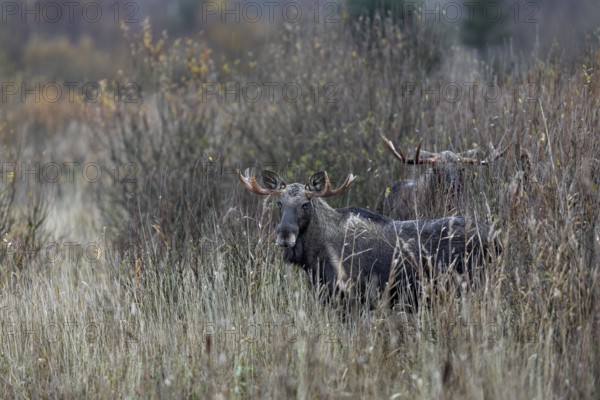 Bull moose (Alces alces) in a marshland, rutting season, moose rut, October, Denmark