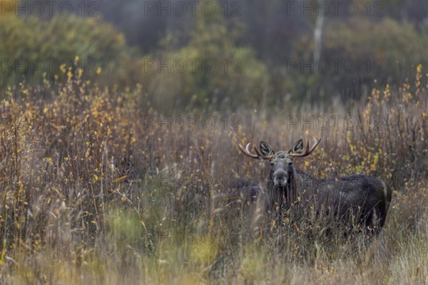 While this bull moose (Alces alces) is clearly visible, the three animals standing next to him are