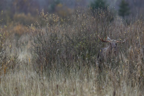When a bull moose (Alces alces) stands motionless in dense vegetation it is difficult to spot,