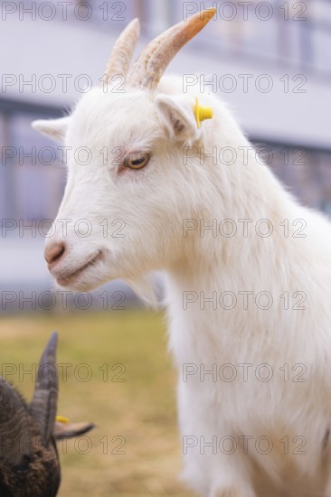 Close-up of a white goat with yellow ear clip on the meadow, Schlehengäu Grund Schule Gechingen,