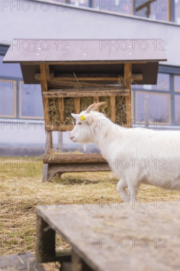 White goat next to a hay rack on the meadow in front of a building, Schlehengäu Grund Schule