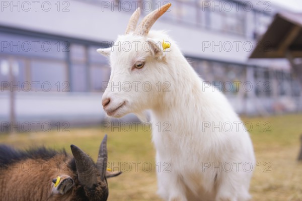 White goat and brown goatling on the meadow in front of a building, Schlehengäu Grund Schule