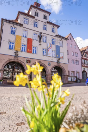 Main entrance of a city building with flags in spring and yellow flowers in the foreground, Calw,