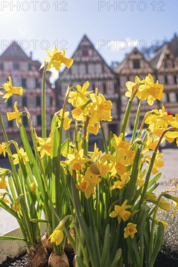 Yellow daffodils in front of old half-timbered houses bring a breath of spring to a historic old