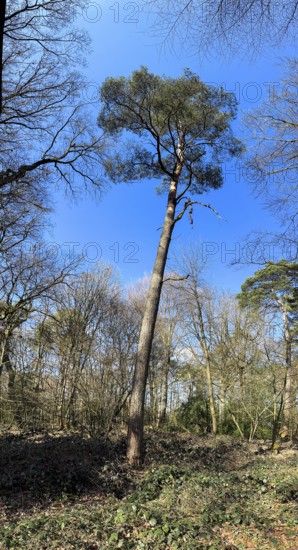 Solitary tall Scots pine (Pinus silvestris) standing in a small clearing in spring, mixed deciduous