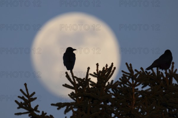 Two birds sit on the top of a tree while the full moon passes behind them. The full moon in March