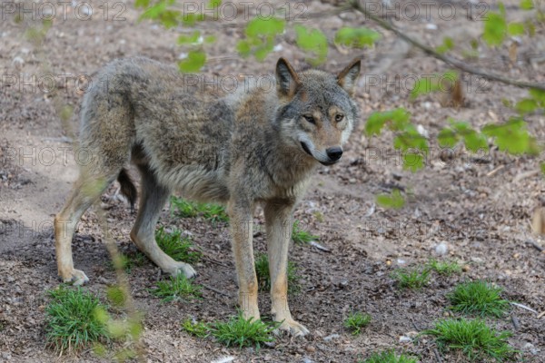 A Eurasian gray wolf (Canis lupus lupus) stands partially hidden behind green leaves on dry forest