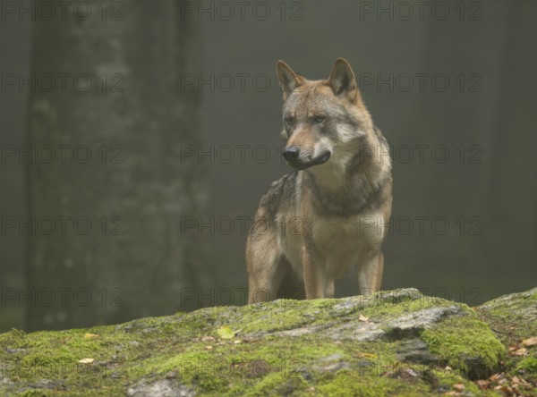 Wolf (Canis lupus) standing on a moss-covered rock and looking attentively, fog in the forest,