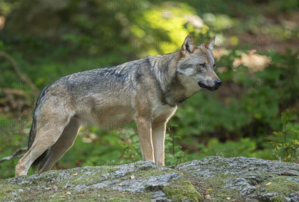 Wolf (Canis lupus) standing on a moss-covered rock and looking attentively, captive, Bavarian
