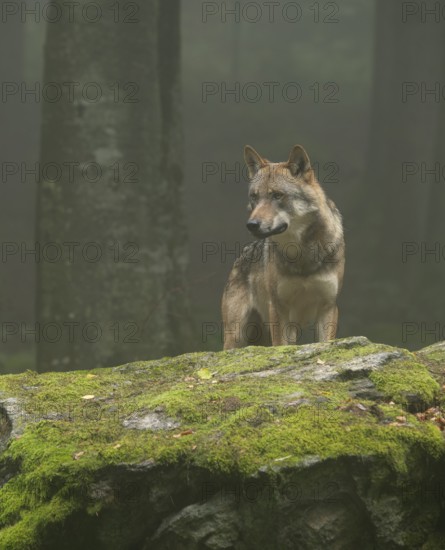 Wolf (Canis lupus) standing on a moss-covered rock and looking attentively, fog in the forest,