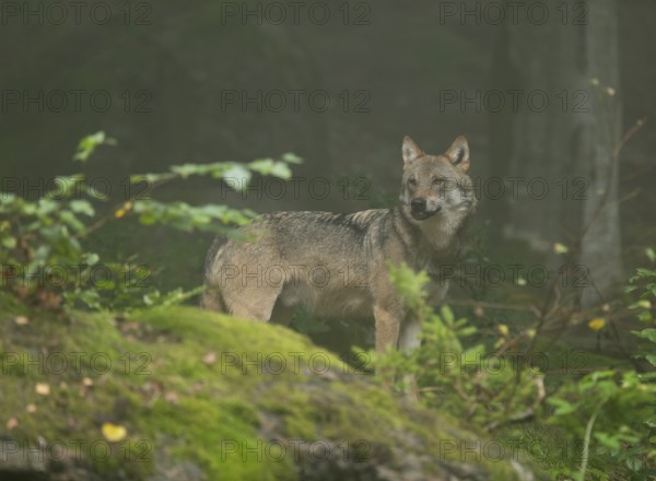 Wolf (Canis lupus) standing in the forest and looking attentively, fog in the forest, captive,