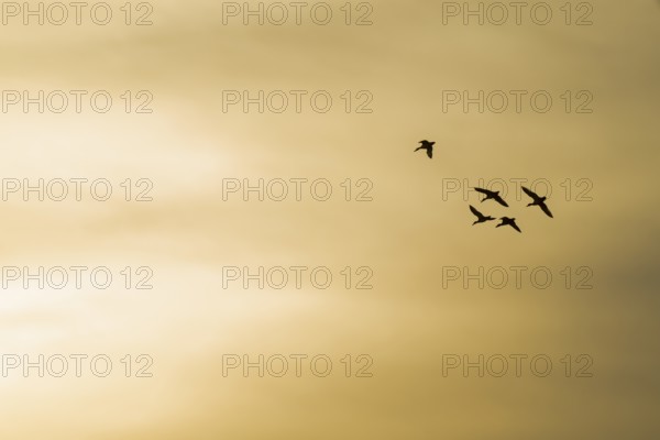Mallards (Anas platyrhynchos) in flight against an orange-coloured morning sky, Lower Saxony,