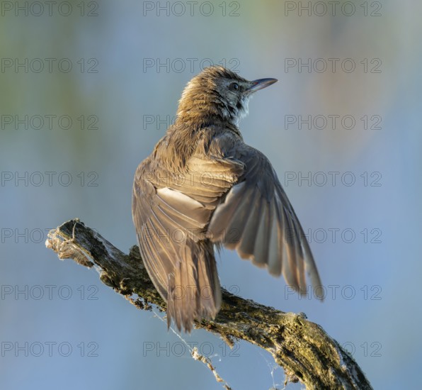Great Reed Warbler (Acrocephalus arundinaceus) standing on an old branch and spreading its wings,