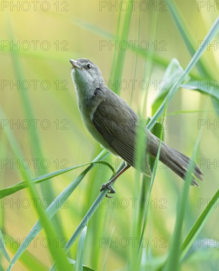 Reed warbler (Acrocephalus arundinaceus) on a reed stem, reed (Phragmites australis), Lower Saxony,