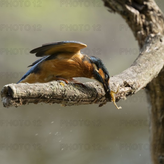 Kingfisher (Alcedo atthis) sitting on a branch, perch, beats captured prey frog (Rana) to death,