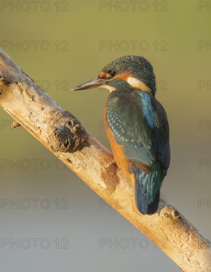 Kingfisher (Alcedo atthis) sitting on an old branch in the warm morning light, perch, Lower Saxony,