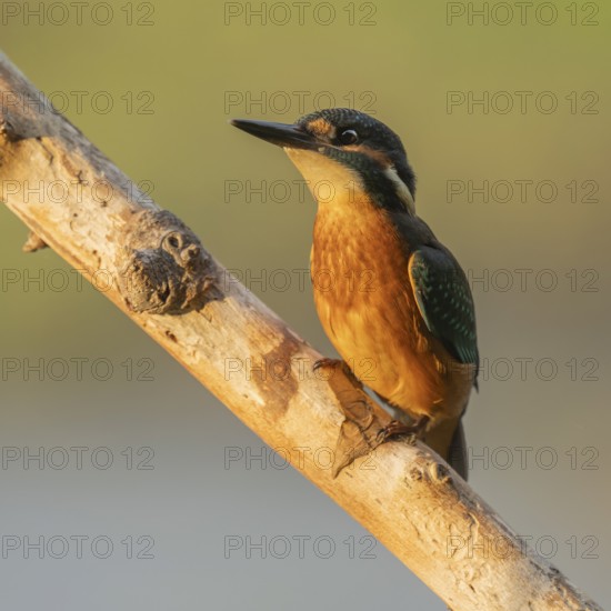 Kingfisher (Alcedo atthis) sitting on an old branch in the warm morning light, perch, Lower Saxony,
