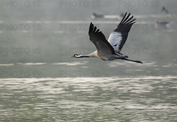 Crane (Grus grus) in flight over a lake, morning mist, geese on the water behind, Lower Saxony,