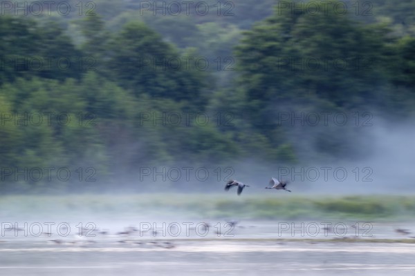 Cranes (Grus grus) in flight over a lake, morning fog, motion blur, long time exposure, pull-along,
