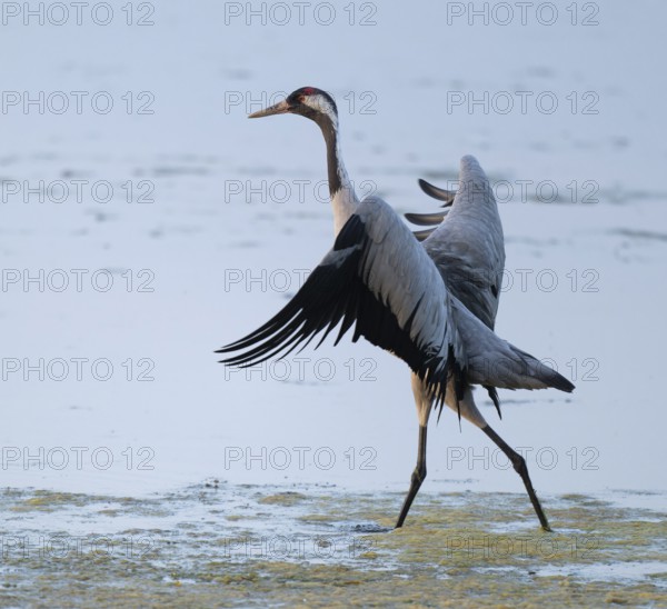 Crane (Grus grus) standing with open wings in the shallow water zone of a lake, Lower Saxony,