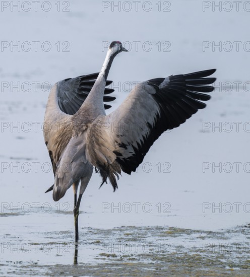 Crane (Grus grus) standing with open wings in the shallow water zone of a lake, Lower Saxony,