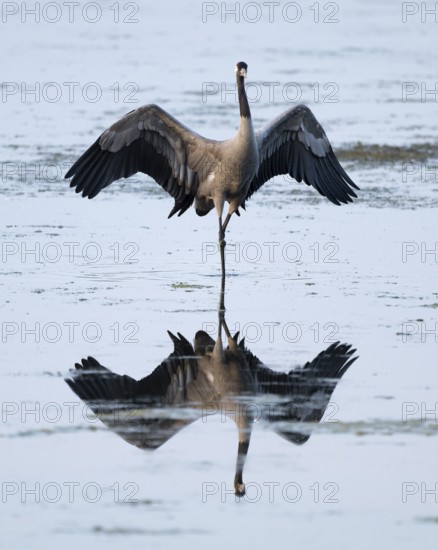 Crane (Grus grus) standing with open wings in the shallow water zone of a lake, reflection in the