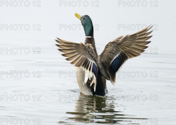 Mallard (Anas platyrhynchos), male, on a lake, flapping his wings, Lower Saxony, Germany