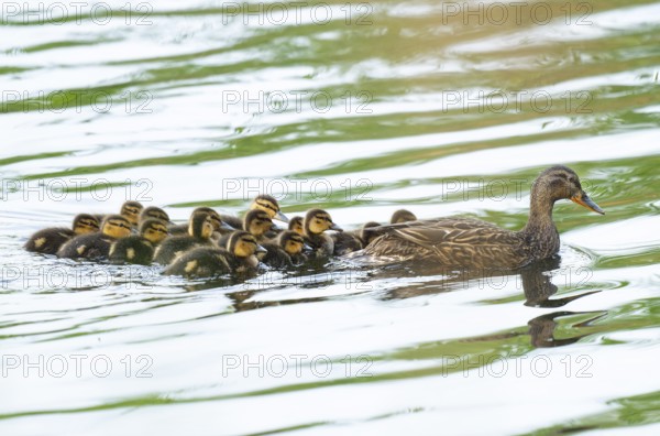 Mallard (Anas platyrhynchos), female, mother duck with chicks, young birds, swimming on a pond,