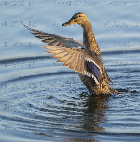 Mallard (Anas platyrhynchos), female, on a lake, flapping her wings, blue water, Lower Saxony,