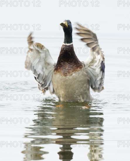 Mallard (Anas platyrhynchos), male, on a lake, flapping his wings, Lower Saxony, Germany