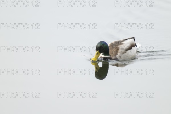 Mallard (Anas platyrhynchos), male swimming on a lake, Lower Saxony, Germany