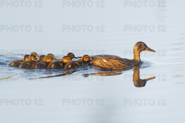 Mallard (Anas platyrhynchos), female, mother duck with chicks, young birds, swimming in the warm