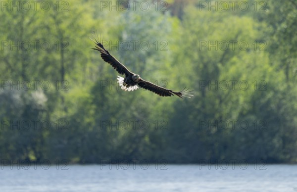 White-tailed eagle (Haliaeetus albicilla) in flight, foraging over a lake, Lower Saxony, Germany