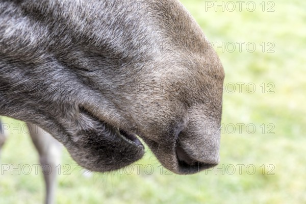 Mouth with overhanging upper lip is typical of the moose (Alces alces), captive, moose safari in