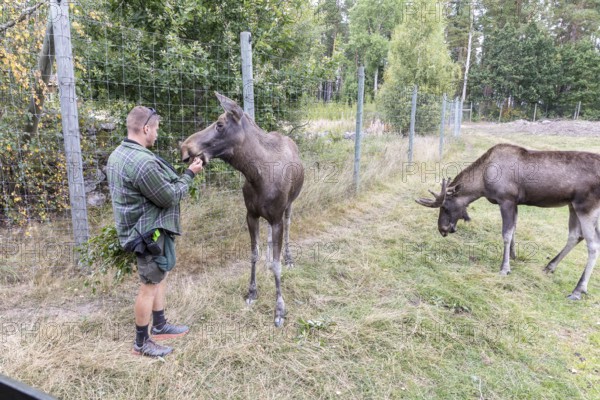Moose (Alces alces) with keeper, captive, moose safari in Virum Älkpark near Vimmerby, Kalmar län,