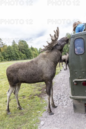 Feeding the moose (Alces alces), captive, moose safari in Virum Älkpark near Vimmerby, Kalmar län,