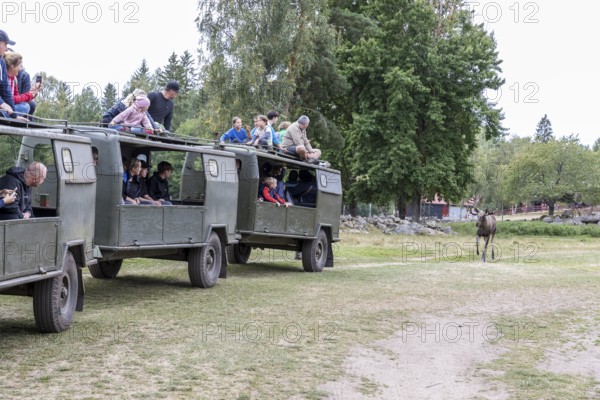 Tractor pulls several trailers with visitors sitting inside or on top of the roof, elk safari in