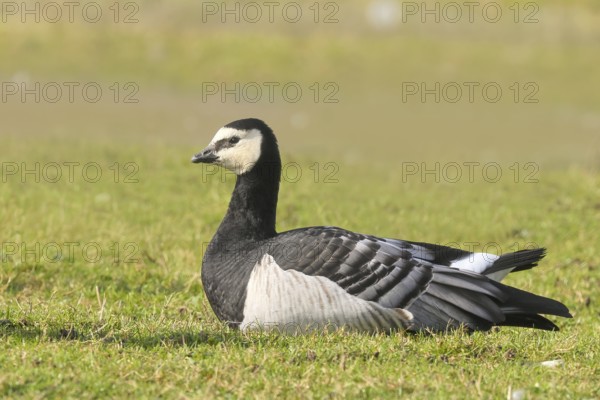 White-fronted goose or barnacle goose (Branta leucopsis), resting in a meadow in the wintering