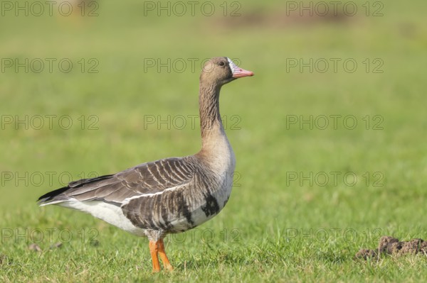 White-fronted goose (Anser albifrons), standing in a meadow in the wintering area, nature
