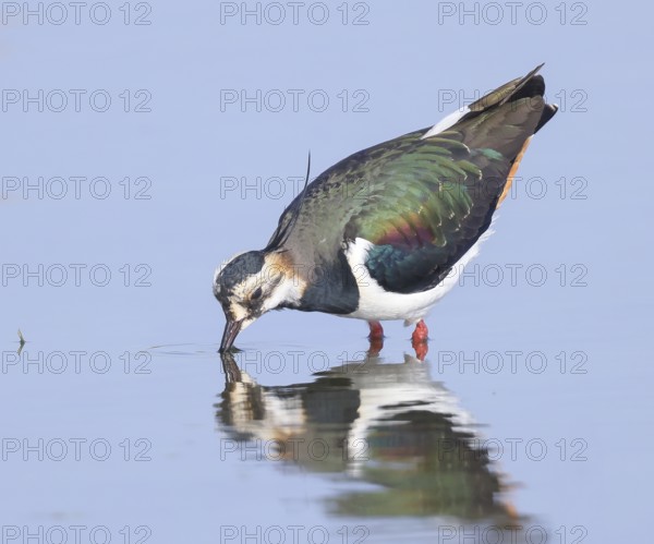 Lapwing (Vanellus vanellus), splendid plumage, drinking water, nature reserve on the Rhine, old