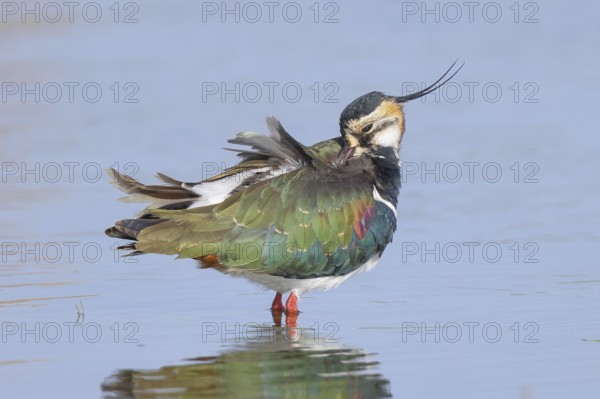 Lapwing (Vanellus vanellus), in splendid plumage, standing in shallow water, preening its feathers,