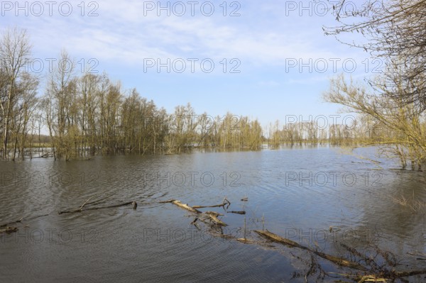 Bislicher Insel, in winter, floods in the floodplains due to Rhine flooding, nature reserve on the