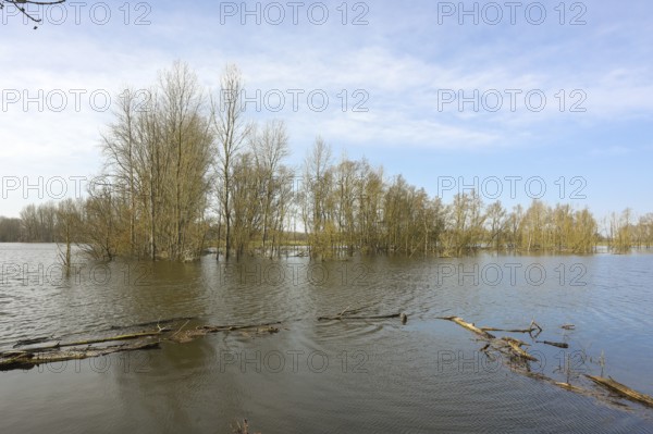 Bislicher Insel, in winter, floods in the floodplains due to Rhine flooding, nature reserve on the