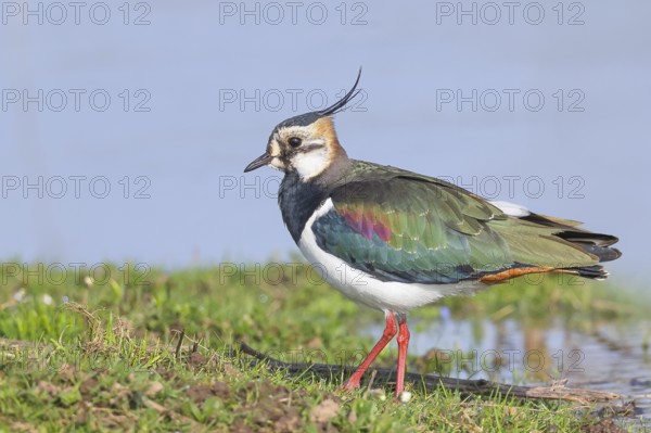Lapwing (Vanellus vanellus), in splendid plumage, foraging on a bank, nature reserve on the Rhine,