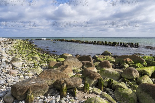 Wooden groves and boulders on Gakower Ufer, Sassnitz, Jasmund National Park, Rügen, island, Baltic