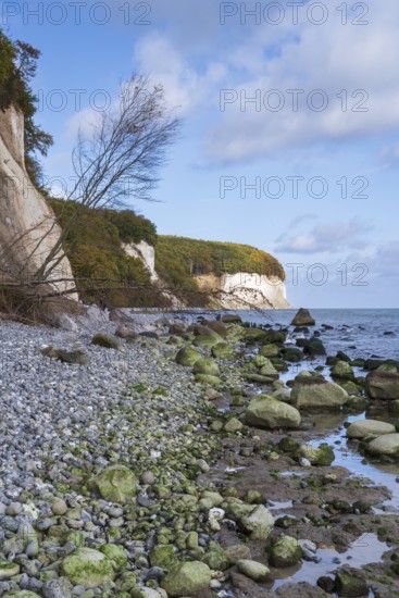 Chalk coast, cliffs, stones on the shore, dead tree, Jasmund National Park, Sassnitz, Rügen,